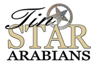 TinStarArabians