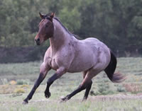 RoanStallion